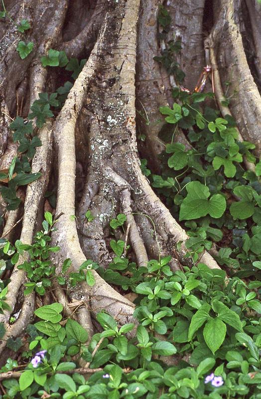 WT 0800 133-16 Thailand.jpg